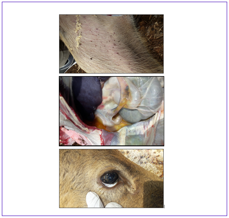 EC Microbiology